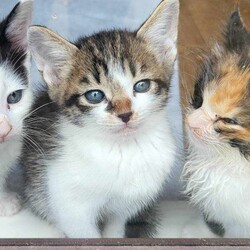 in江南市☆保護猫（子猫～大人猫）をオウチに迎えよう！☆2024年6月9日（日）～ちーむ にゃいんず