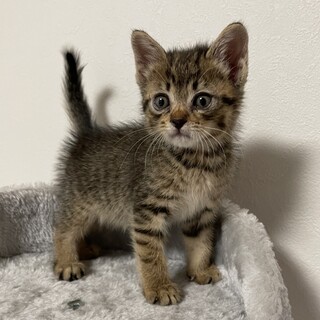 【キジトラちゃん】サロンシャンプー済み