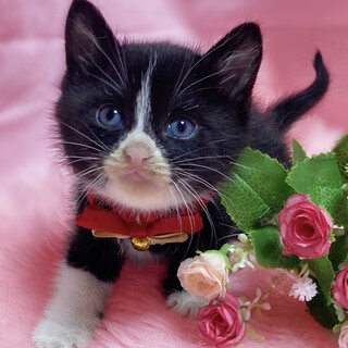 ハチワレ親子！ちびっこハチワレ『ハッチ』１ヶ月