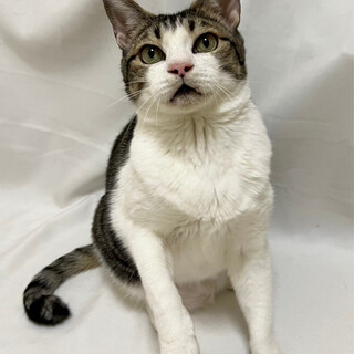 がんもくん♂@約6〜7歳