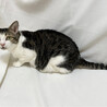 がんもくん♂@約6〜7歳 サムネイル3