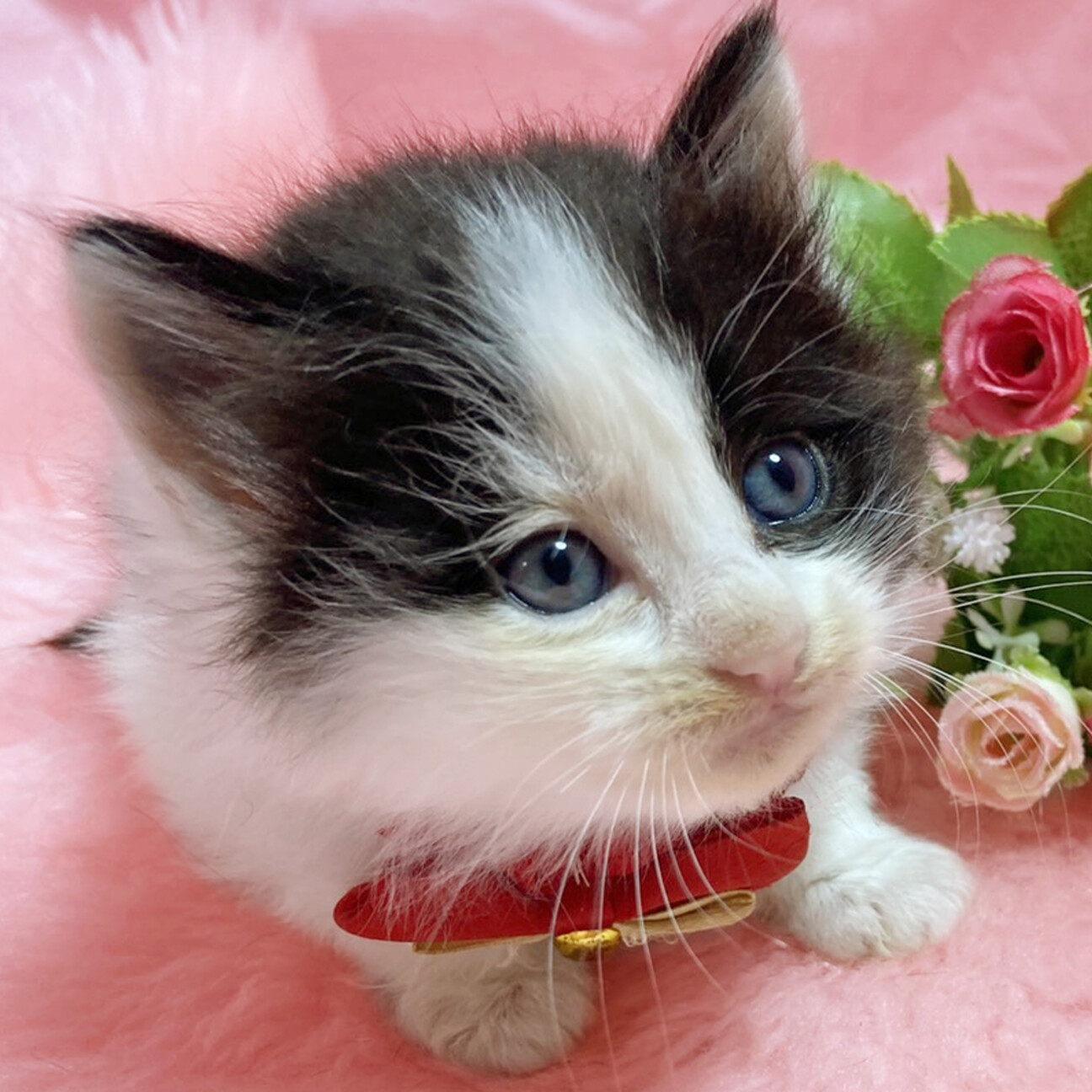 ふんばり親子猫 ハチワレ ふんばり親子猫 ハチワレ