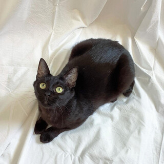 のりすけくん♂@約2〜3歳