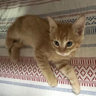 子猫のチェスくん（生後約2カ月）