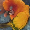 ウルまま
