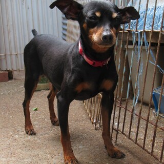 ミニピン黒女の子　決まりました