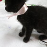 くろネコの女の子（1.5ヶ月）白い毛まじり サムネイル4