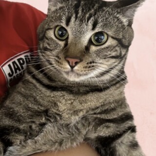 優しくてカッコいい紳士★ライ君【代理募集】