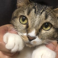 みこ