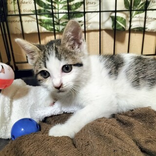 3日間屋根で鳴き続けた子猫