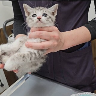 生後1カ月半　ずっと見ていたくなる可愛さです