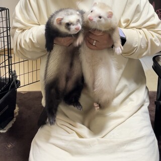 2匹のフェレットの里親募集。