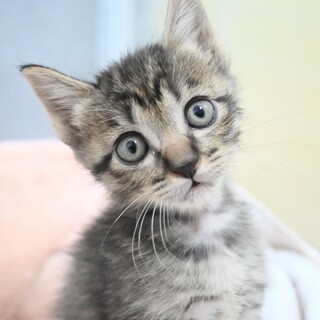 キジトラ仔猫　ウユニちゃん　里親様募集★