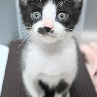 黒白ハチワレ仔猫　アンデスちゃん　里親様募集★