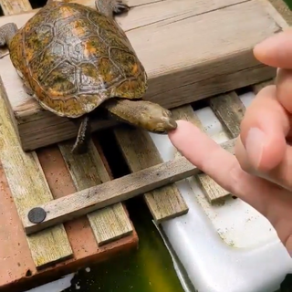 里親決定しました。　イシガメ3匹とミドリガメ1匹