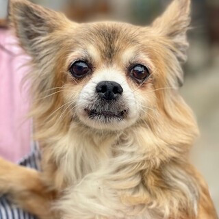 ★シニアにチャンスを★スフレ★チワワ★