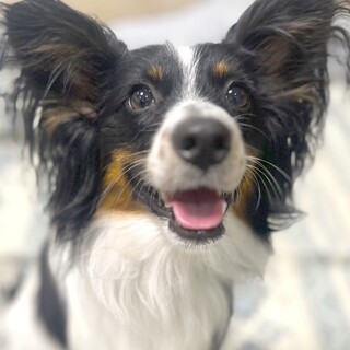 食いしん坊なパピヨンの男の子クロシー君