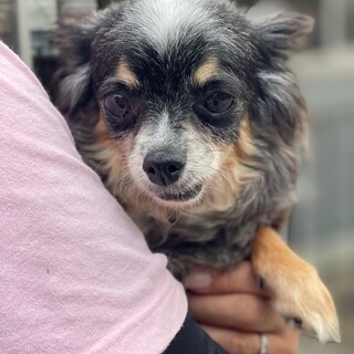 ★シニアにチャンスを★セレナ★チワワ★