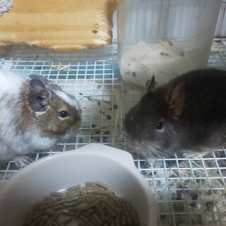 可愛がってくれる方募集中