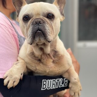 ★シニアにチャンスを★クレタ★フレブル★