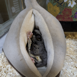 フクロモモンガ　女の子