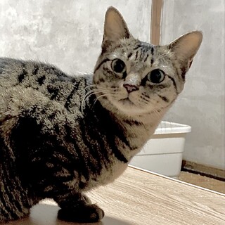 穏やかで優しい性格の甘えん坊ののちゃん