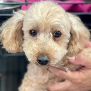 ★シニアにチャンスを★ローレル★トイプー★