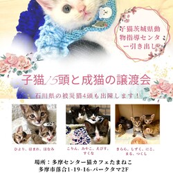 子猫15頭と石川県の被災猫4頭と成猫の譲渡会