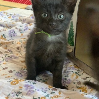 遊ぶの大好き♡ドリーちゃん