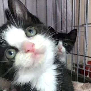 授乳～超甘えん坊・濃グレ縞白＋白ソックスのモリ君