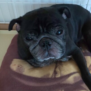 黒パグ♂4歳(血統書つき)