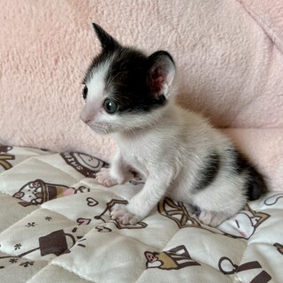 ✩フォーマルバブキャット✩ 白黒タキシードプリンス