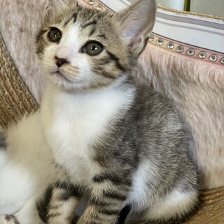 保護猫母さんから生まれた元気な男の子②