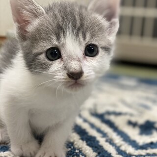 保護猫母さんから生まれた元気な男の子③