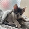 保護猫母さんから生まれた元気な男の子③ サムネイル5