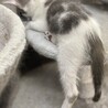 保護猫母さんから生まれた元気な男の子③ サムネイル7