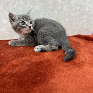 ふわふわ系3兄妹！愛想振りまき譲渡会❤美夜