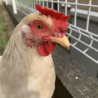 極めて人懐っこいボリスブラウン雌　姉妹