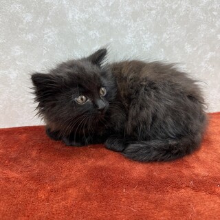 ふわふわ系3兄妹！ぬいぐるみの様な黒猫❤クロ助