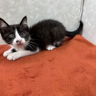 慣れ慣れハチワレ参上！初めて飼いに最適❤虎徹