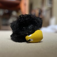 黒犬クロッキー