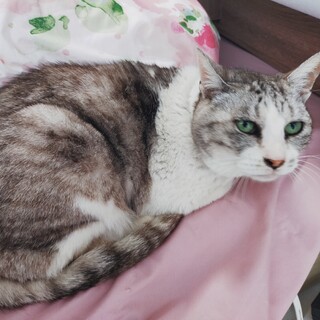 薬院駅にいた猫ちゃん