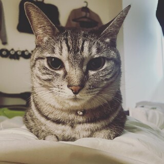 里親募集 人懐っこい成猫です