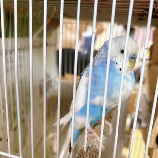 セキセイインコのぴーちゃん里親募集