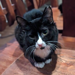 ハチワレの女の子です！