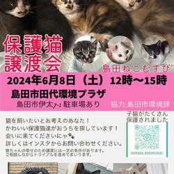 猫の譲渡会IN島田市
