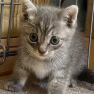 楽しい元気なグレーの女の」愛知県 - 猫の里親募集(490178