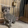 楽しい元気なグレーの女の子^ ^ サムネイル2