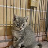 楽しい元気なグレーの女の子^ ^ サムネイル7