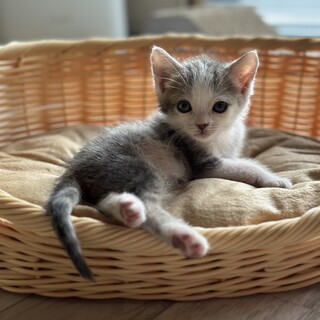 兄弟仔猫ちゃんの里親募集